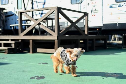 写真：ドッグランを走る犬
