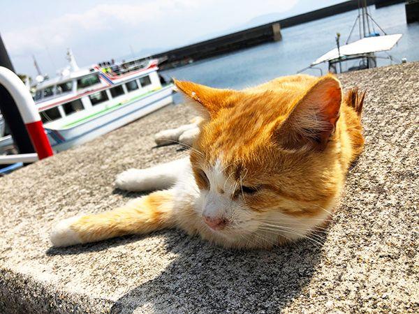 湯島の猫の画像