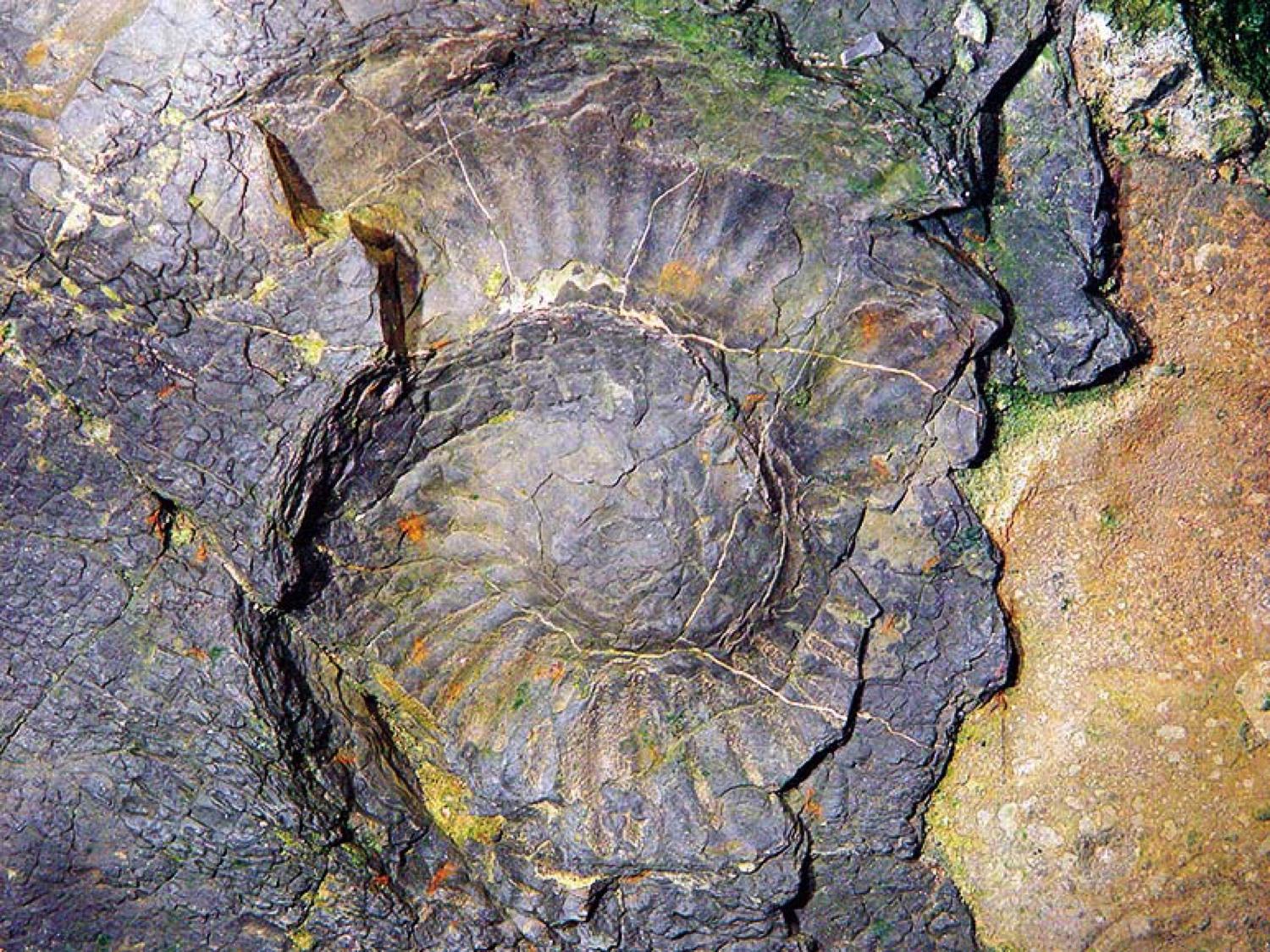 1億年前の化石を自分で発掘しよう｜【熊本県公式】熊本型教育旅行サイト
