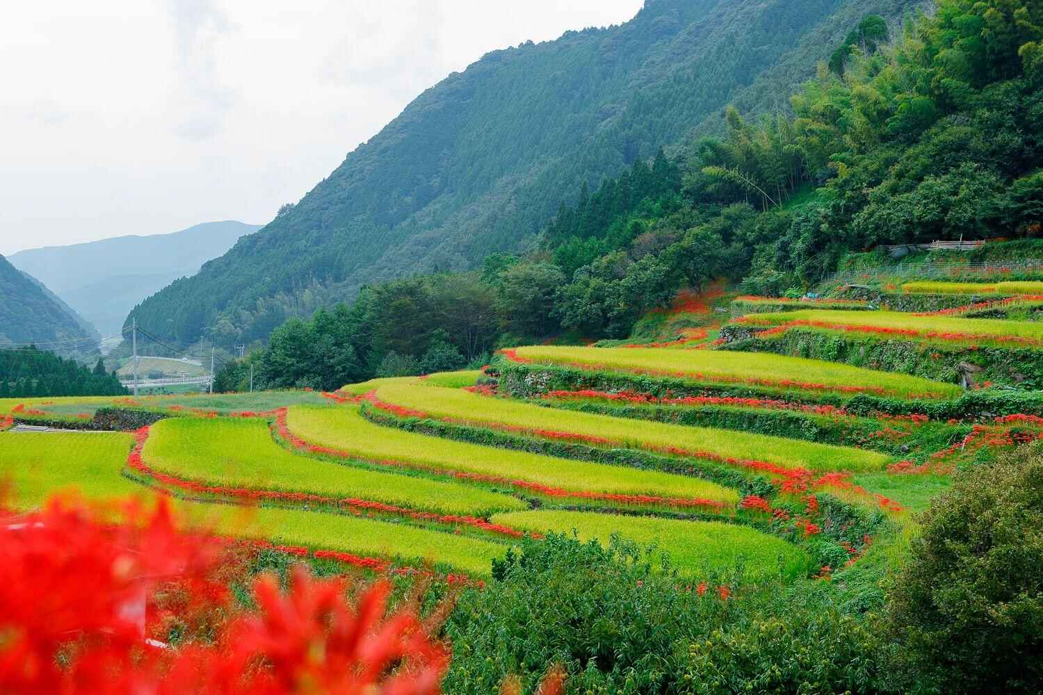 熊本縣農業體驗與農泊