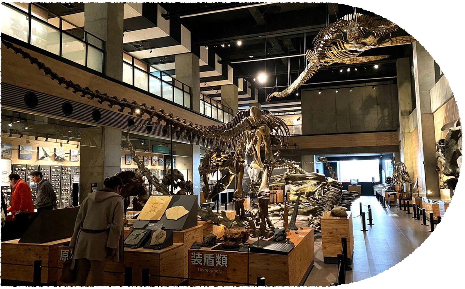 写真：天草市立御所浦恐竜の島博物館