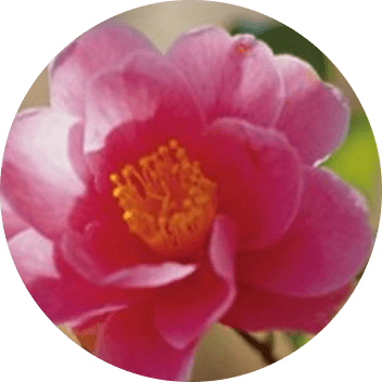 写真：肥後山茶花