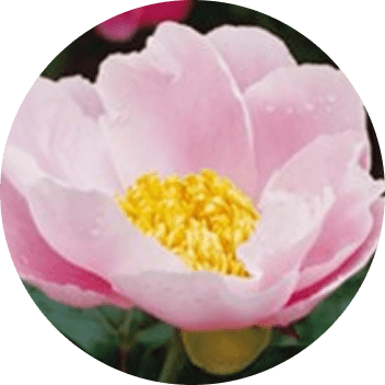 写真：肥後芍薬