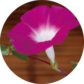 写真：肥後朝顔