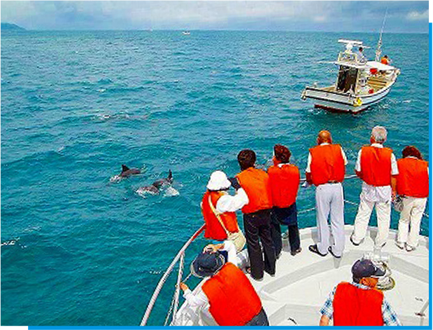 野生イルカウォッチング