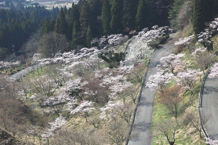 Fotos : Die tausend Kirschbäume des Takamoritoge