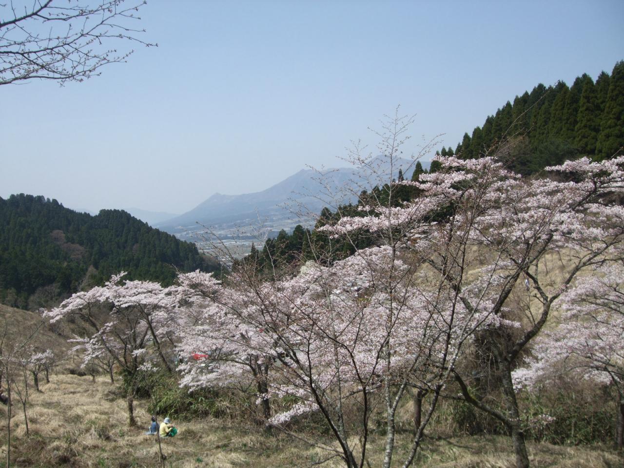 高森千本桜 ロケ地検索 くまもとフィルムコミッション 熊本での映画 Cm Tvドラマの撮影支援