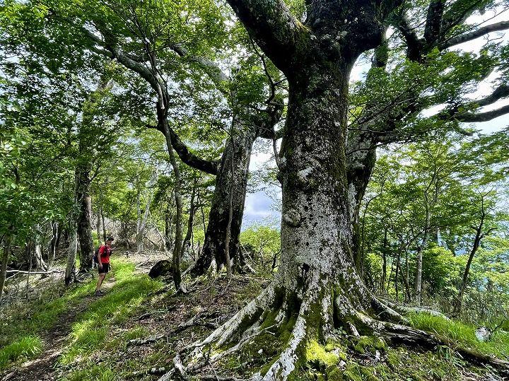 写真：山の中の大きな木