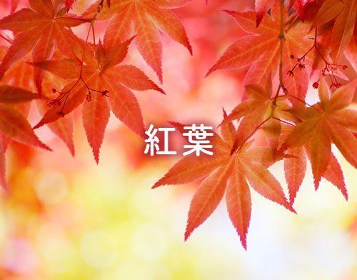 紅葉の情報へ