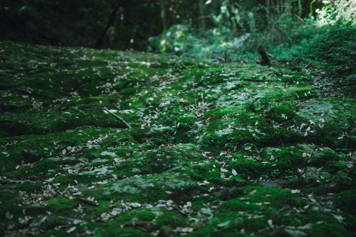 写真：地面を覆う苔