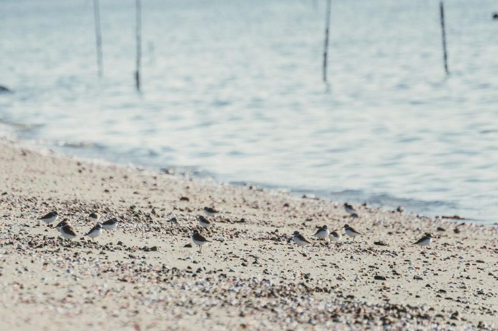 写真：海岸にはハマギシも訪れる