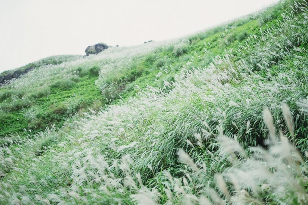 写真：山に広がるススキ