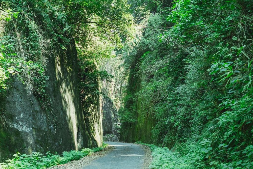 写真：緑に囲まれた道