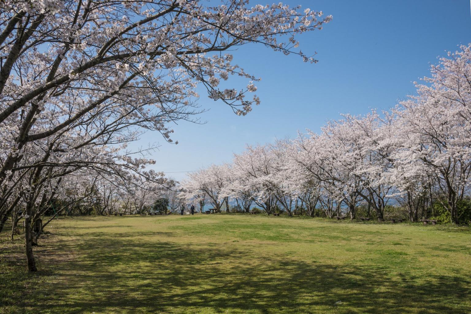 維和桜 花公園 観光地 公式 熊本県観光サイト もっと もーっと くまもっと
