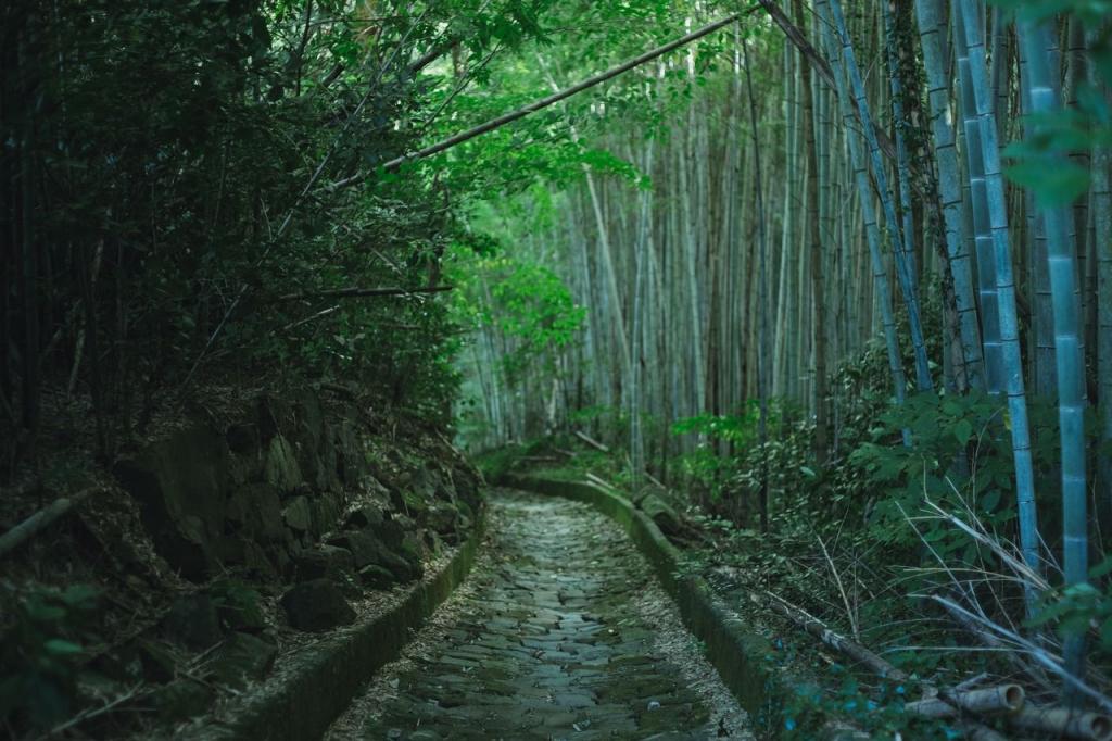 写真：竹林と石畳