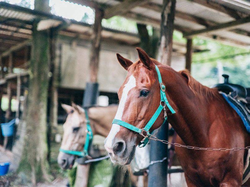 乗馬クラブにいる馬のお顔の写真