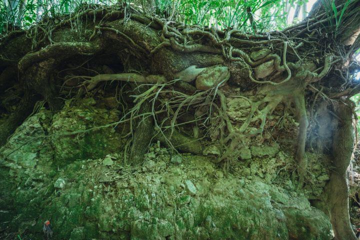 写真：むき出しの木の根