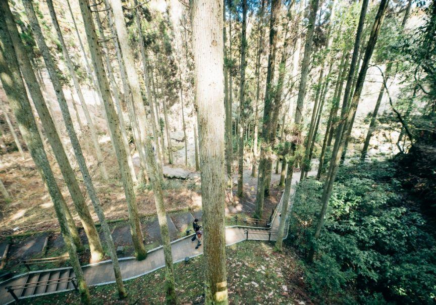 画像:木々に包まれた遊歩道