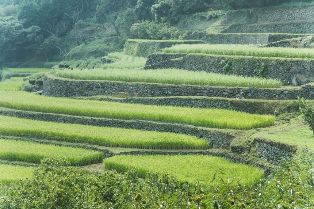 写真：石積の棚田