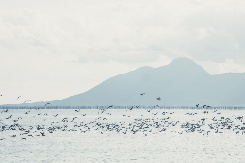 写真：たくさんの海鳥