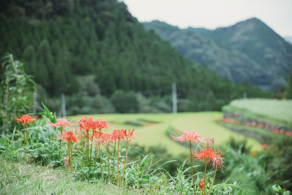 写真：彼岸花と棚田の景色