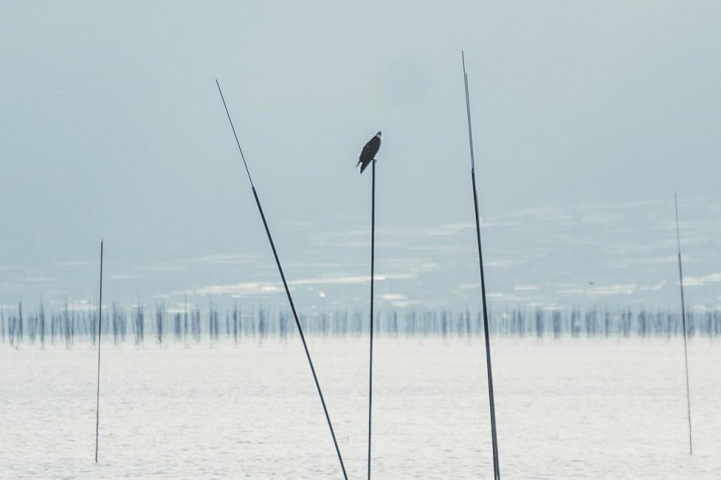 写真：水鳥