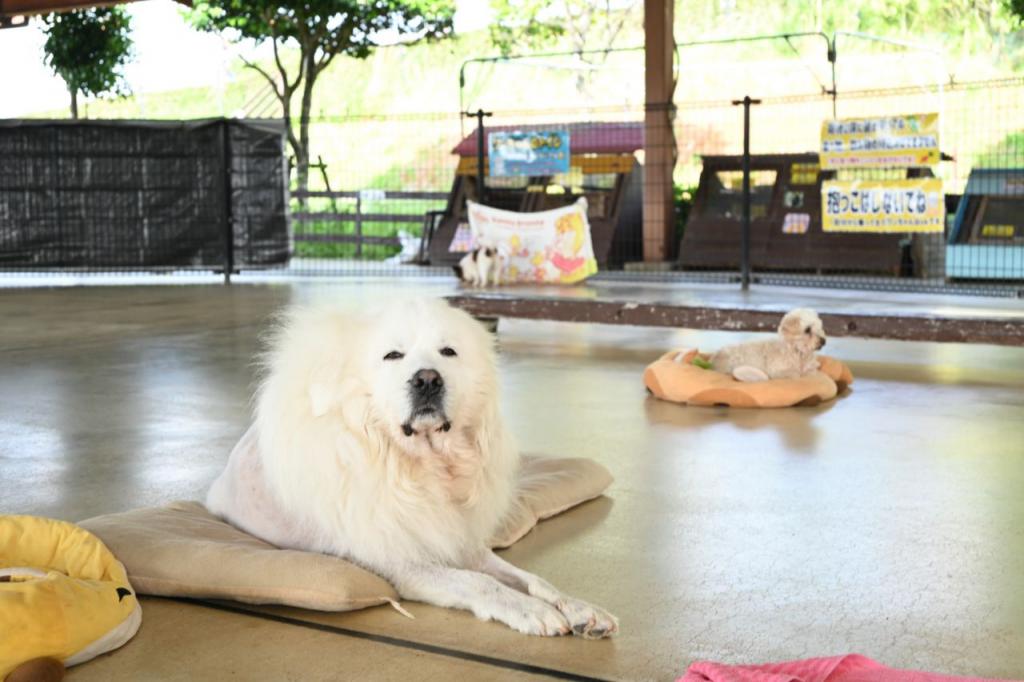 写真:大きなかわいい犬と触れ合えます