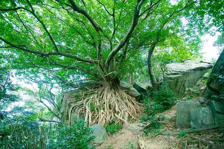 写真：西平椿公園内の巨樹