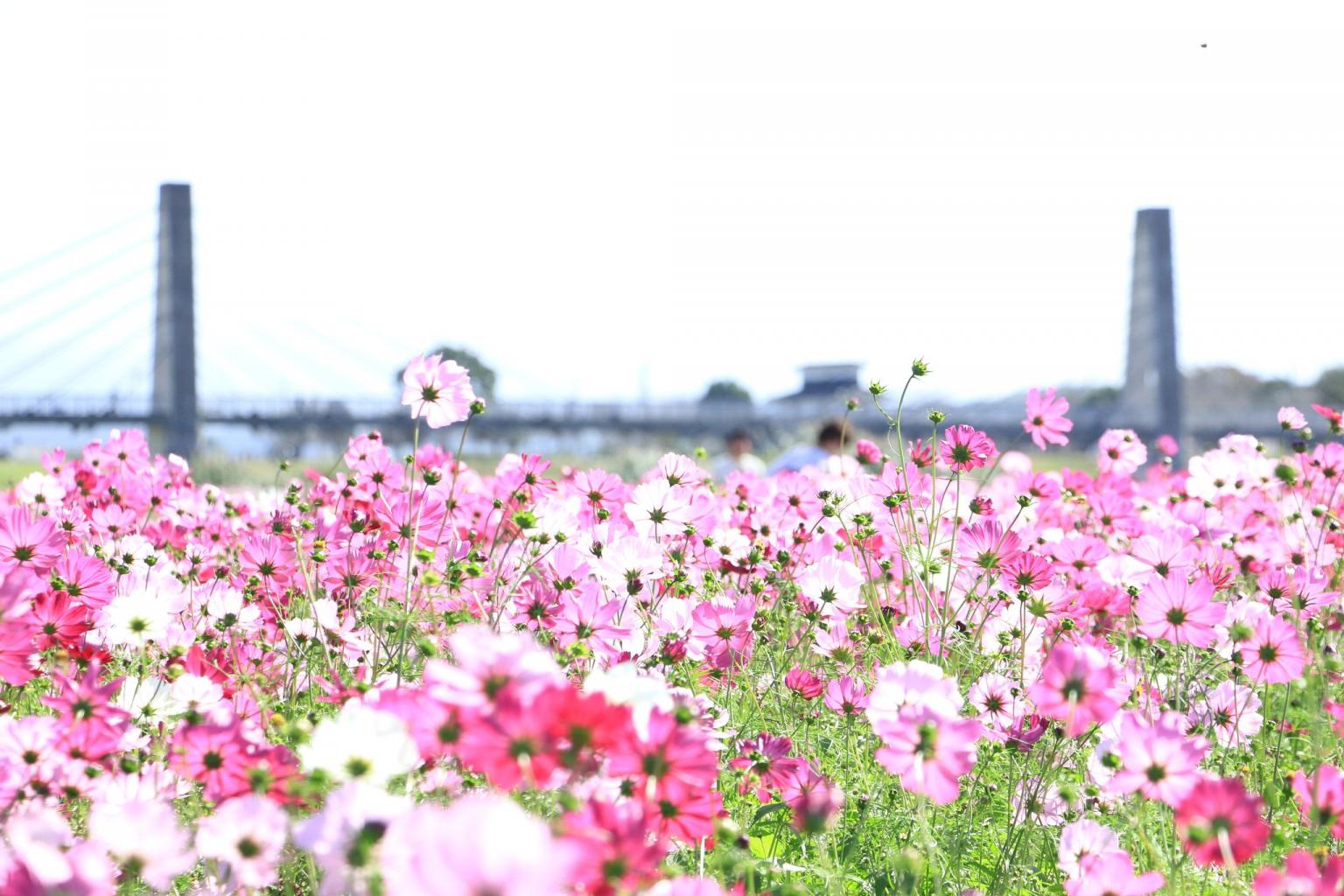 写真:七城町コスモブリッジ周辺のコスモス