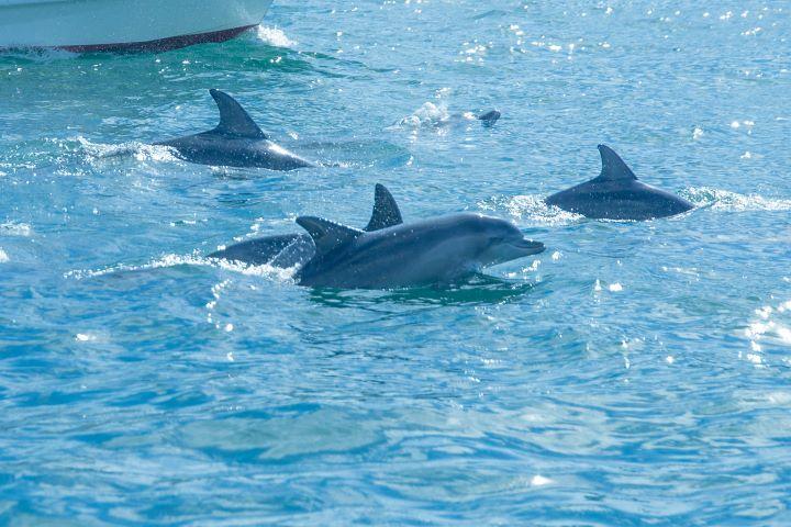 水面に顔を出すミナミバンドウイルカの写真