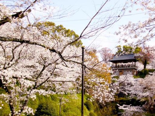 菊池公園周辺の桜画像