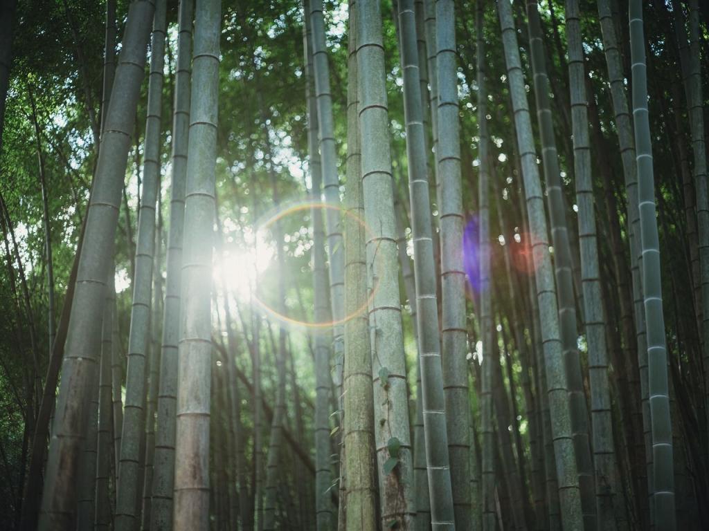 写真：竹林から見える太陽