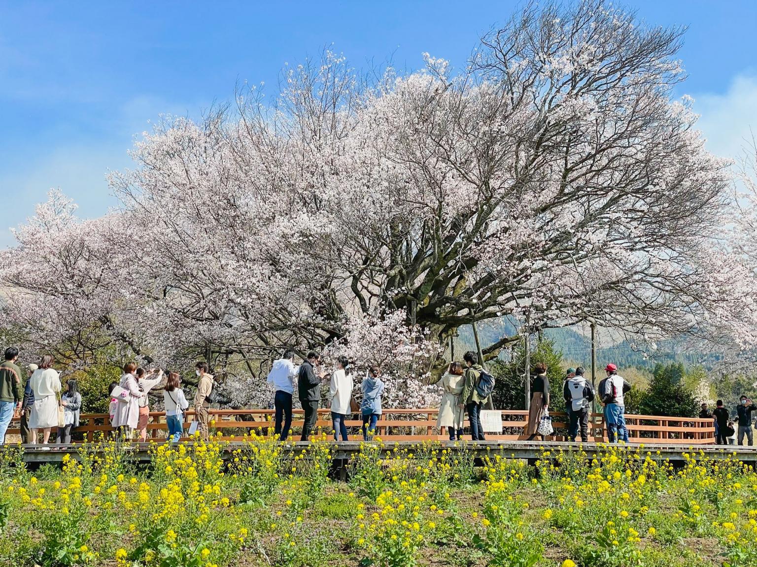 一心行の大桜 | 観光スポット | 【公式】熊本県観光サイト もっと、も