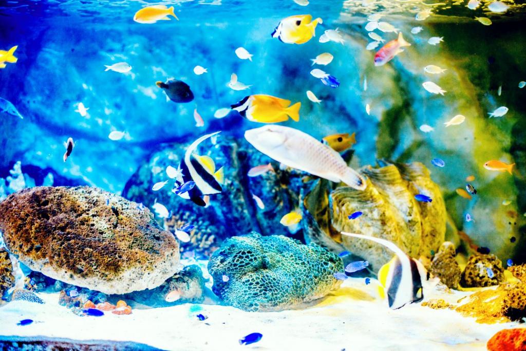 わくわく海中水族館シードーナツ | 観光スポット | 九州旅ネット