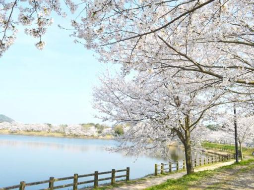 立岡自然公園の桜の画像