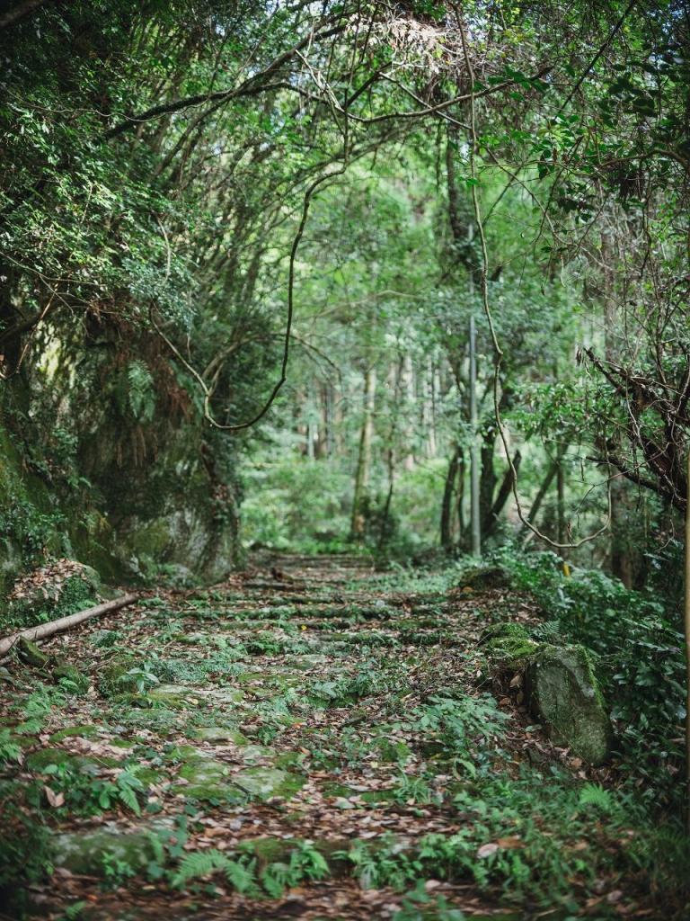 写真：苔におおわれた石畳