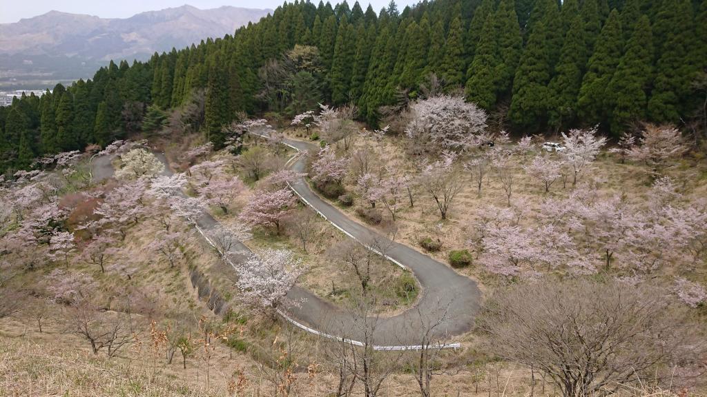 1000 Kirschbäume am Takamori-Pass
