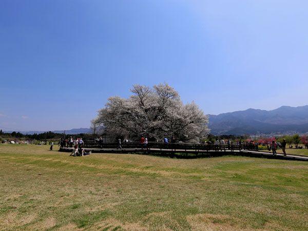 一心行の大桜 観光地 公式 熊本県観光サイト もっと もーっと くまもっと