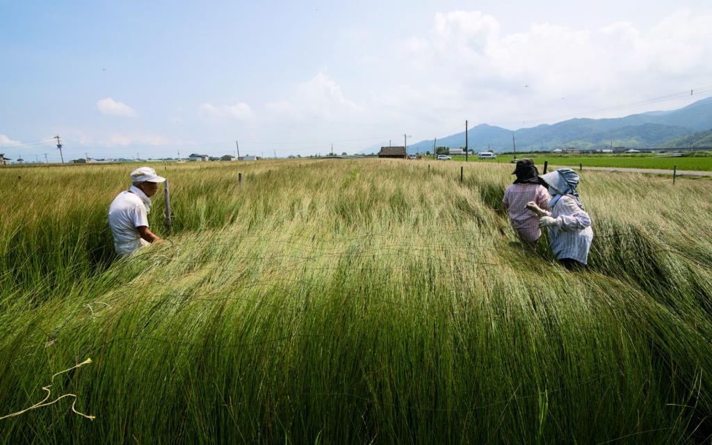 写真：い草畑で作業をする様子