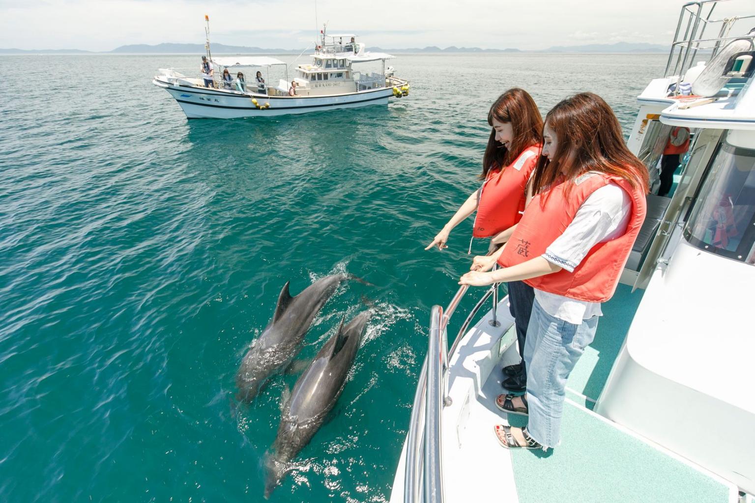 Amakusa Dolphin Watching Begegnung Mit Wilden Delfinen