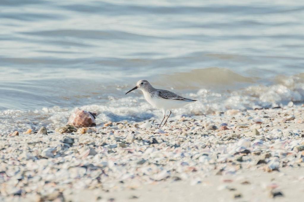 写真：ミユビシギ