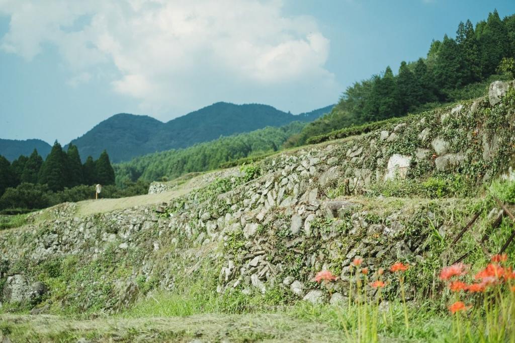 写真：棚田と彼岸花