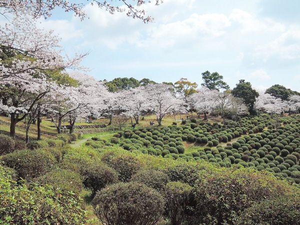田原坂公園の桜の画像