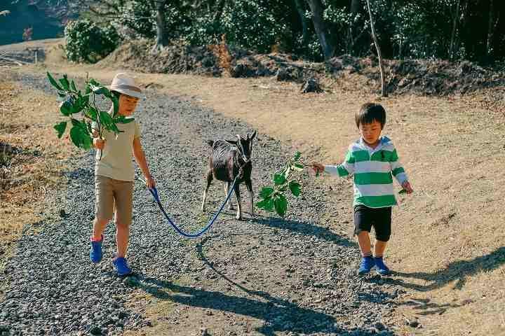 写真：ヤギと歩く子供たち