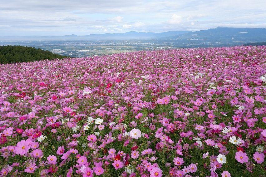 画像：らくのうマザーズ阿蘇ミルク牧場