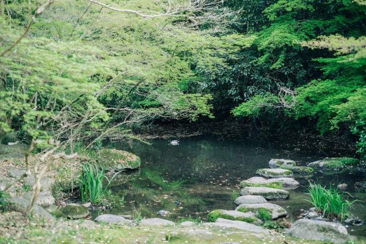 飛び石のある広い池の画像