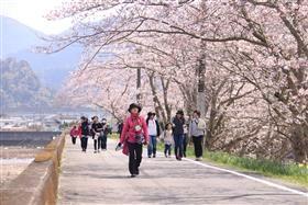 21つなぎ桜祭りウォークラリー大会 イベント 公式 熊本県観光サイト もっと もーっと くまもっと