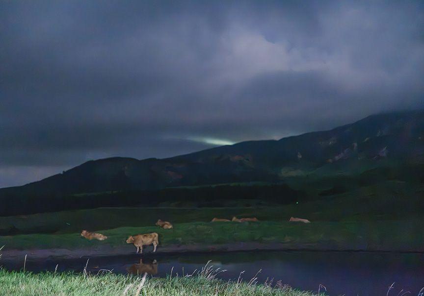 夜の池のほとりで放牧牛がくつろいでいる写真