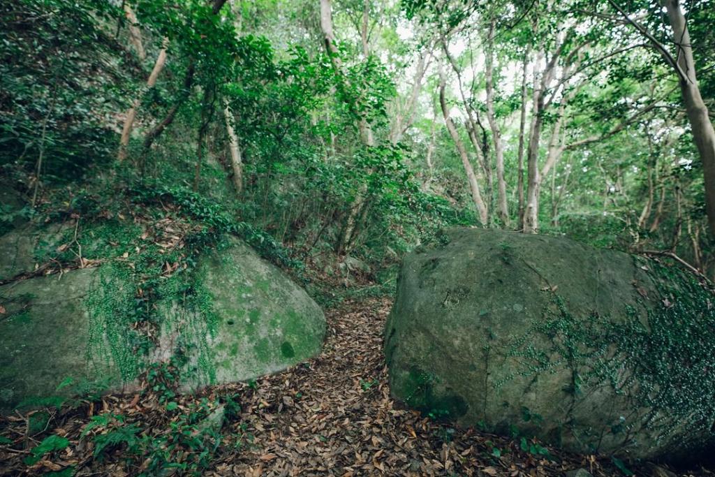 写真：森の中の巨岩奇岩