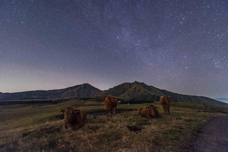 夜の阿蘇の牧野。満天の星空の下であか牛がくつろいでいる様子の写真